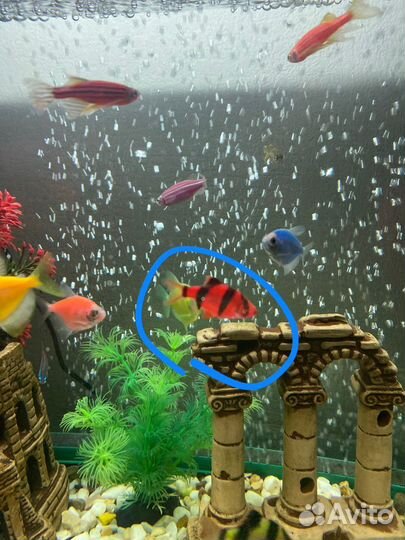 Рыбка барбус