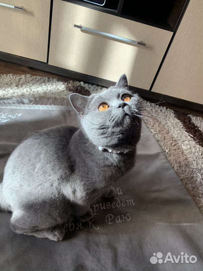 Британский вислоухий кот