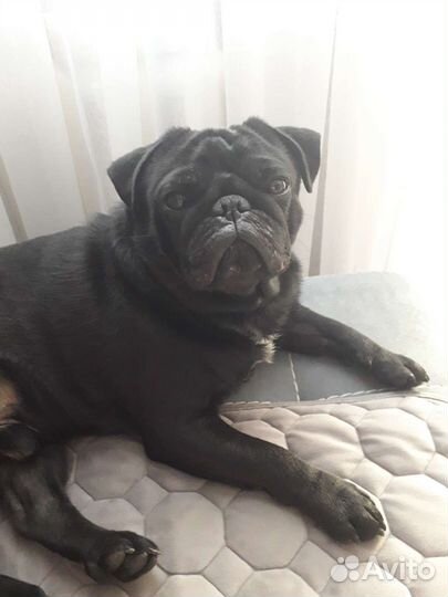 Мопс вязка мальчик