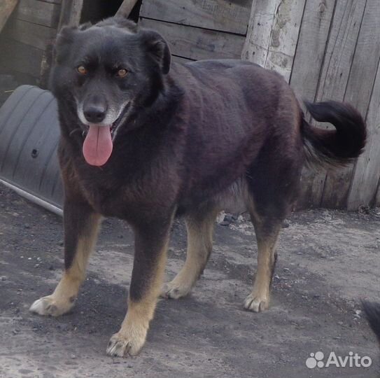 Тайга ищет дом