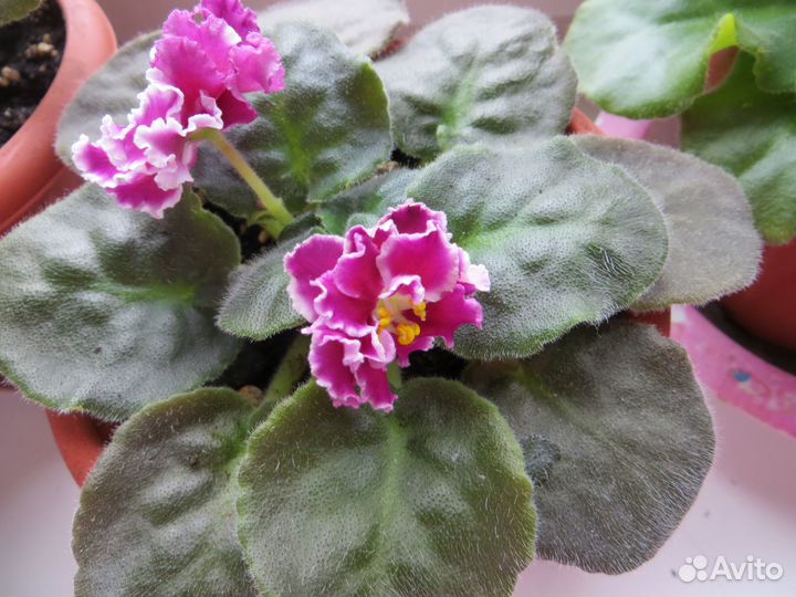 Цветущая фиалка сорт Катерина