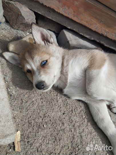 Собаки хаски