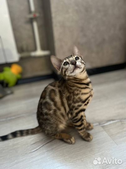 Бенгальские котята