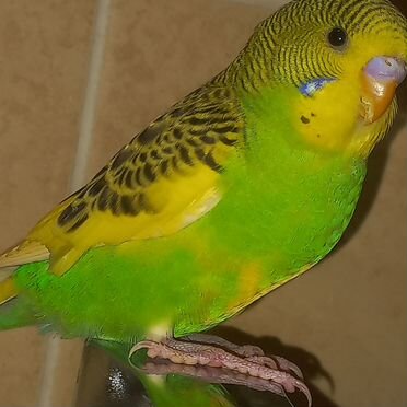 Волнистый попугай ручной и говорящий