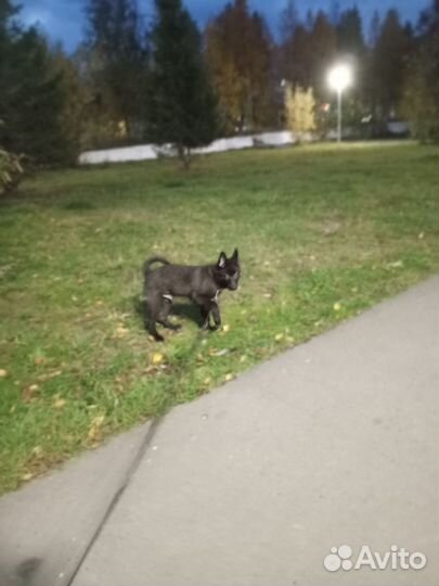Отдам щенка мальчика в добрые руки