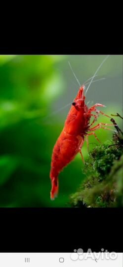 Креветки красный огонь