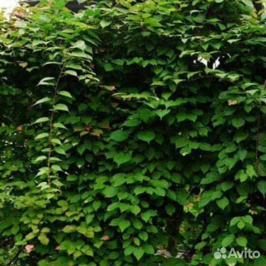 Актинидия аргута (киви) - набор №1