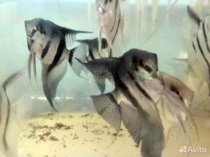 Скалярии (Pterophyllum sp.) взрослые ассорти 11