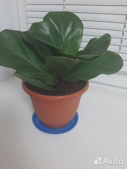 Фикус лирата бамбино