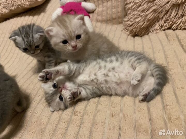 Шотландские котята