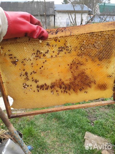 Продам пасеку, пчелы