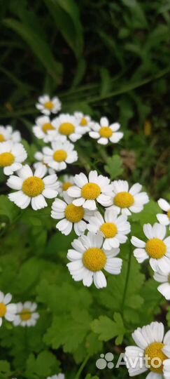 Ромашки садовые (саженцы)