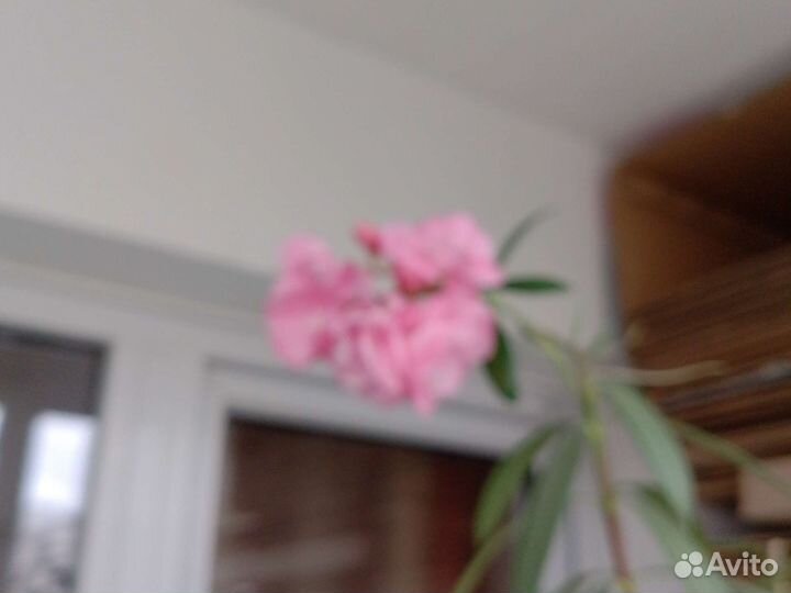 Олеандр махровый