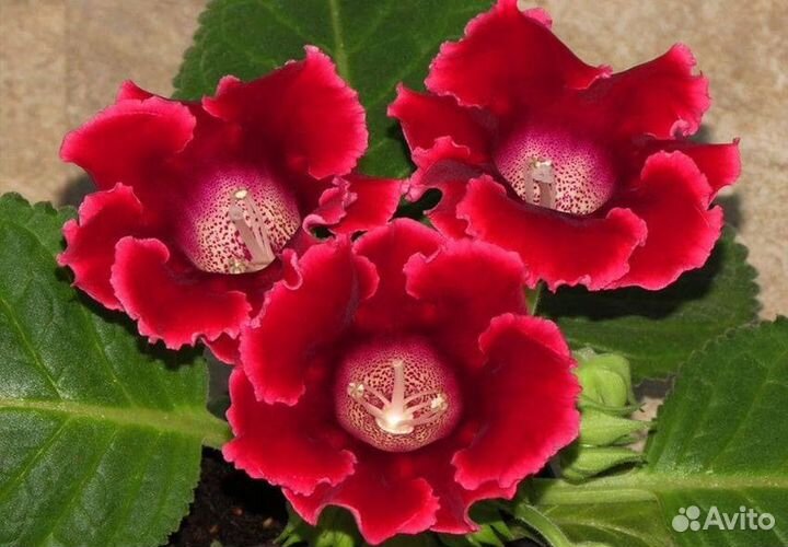 Глоксиния клубни