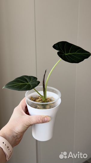 Алоказия регал шилдс