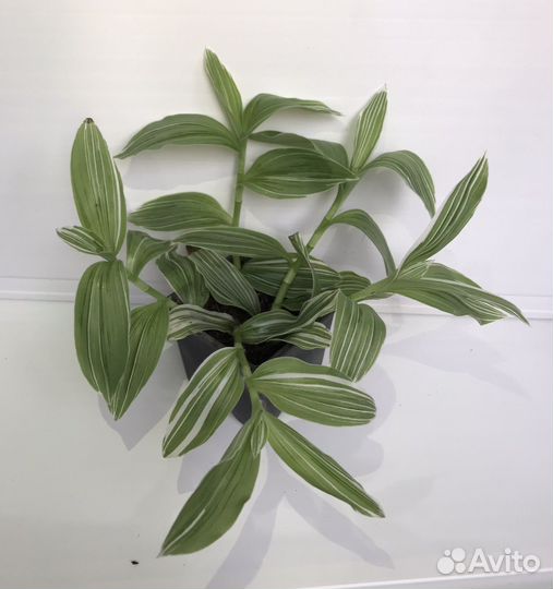 Традесканция Квиксильвер