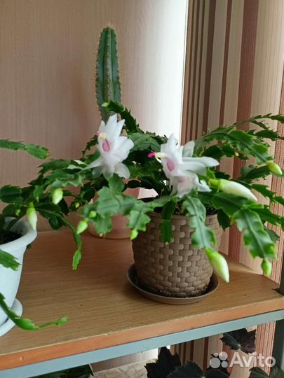 Декабрист шлюмбергера белый