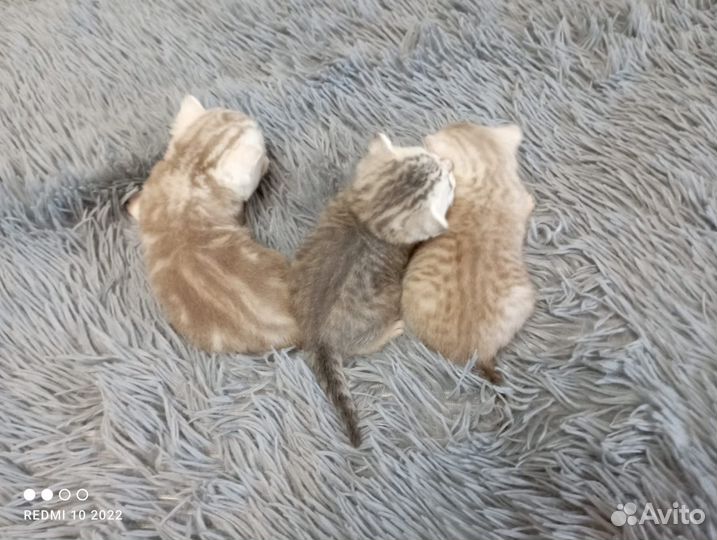 Шотландские шиншиллы