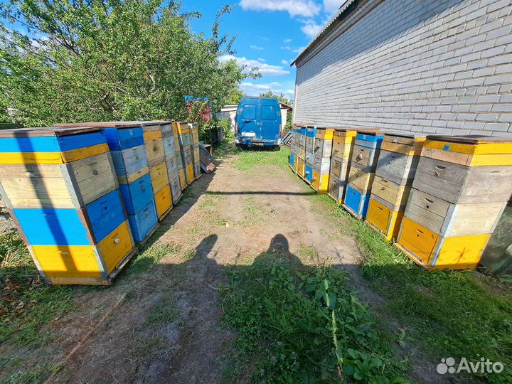 Продам ульи для пчел