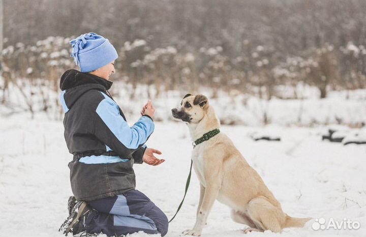 Собака в добрые руки