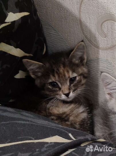 Котëнок Алëнка ищет дом