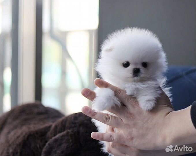 Супер мишки на дом шпицы померашки видео