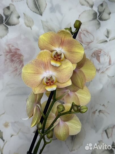 Орхидея фаленопсис