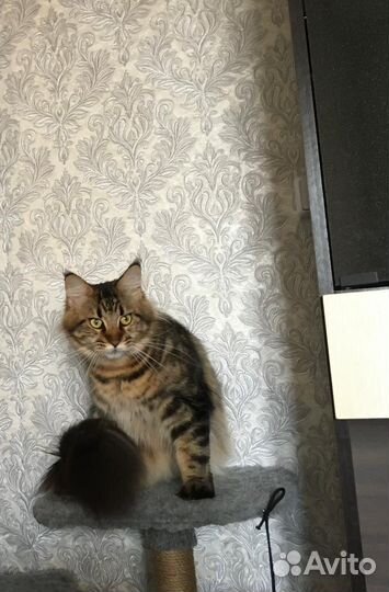 Кошки мейн-кун