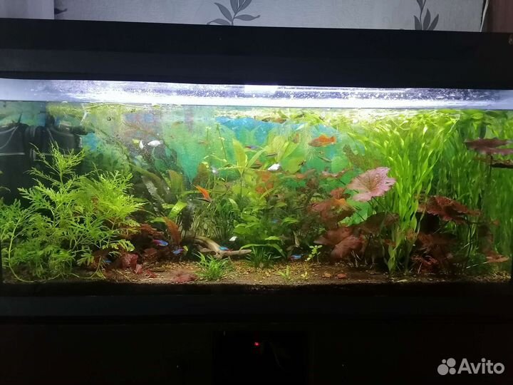 Аквариум