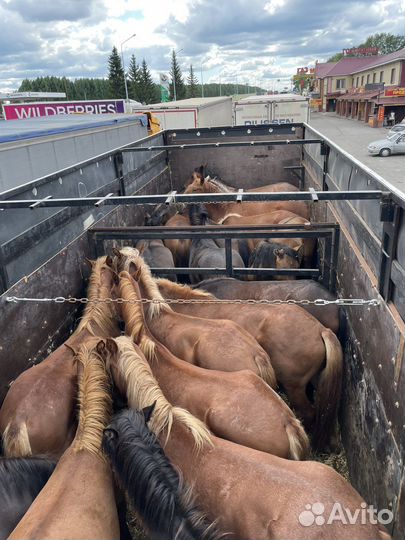 Жеребята 1.5-2 года