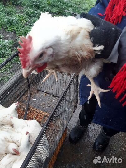 Цыплята бройлеры кобб 500