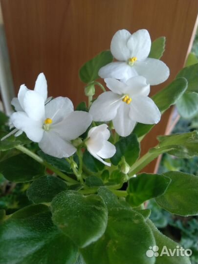 Сортовые фиалки листики,детки