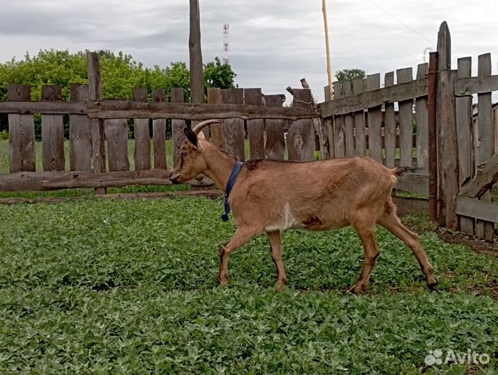 Коза дойная