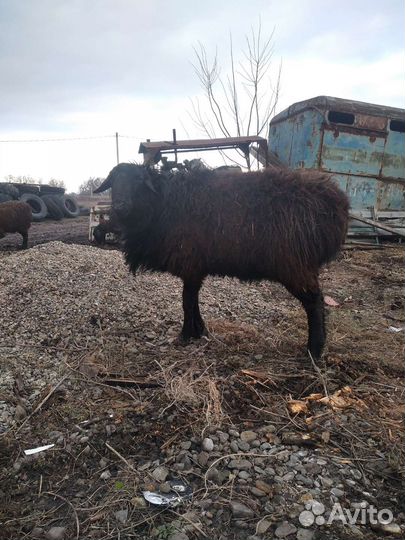 Овцы ягнята