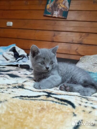 Британская