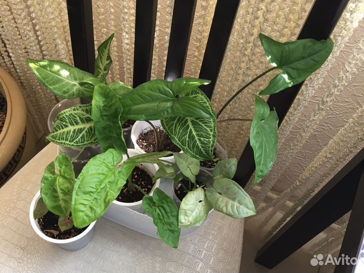 Сингониум Австралия и другие сортовые