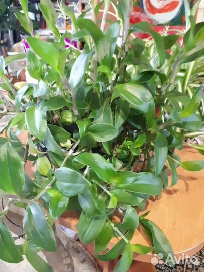 Спатифиллум, юкка,традесканция,риспалис