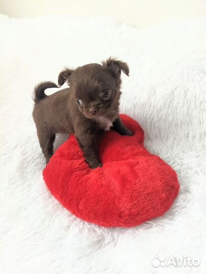 Мини девочка чихуахуа