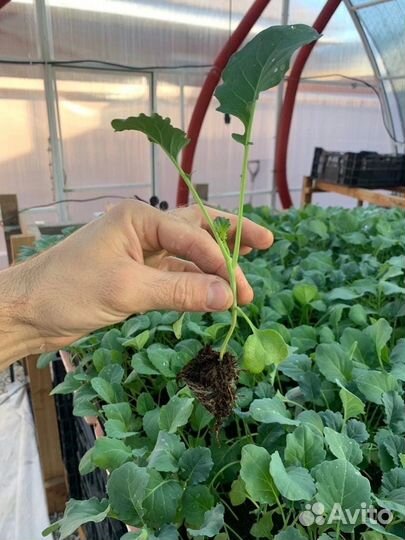 Syngenta Семена капусты агрессор