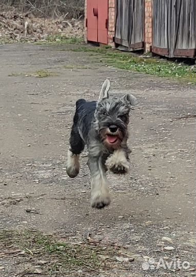 Цвергшнауцер, мальчик