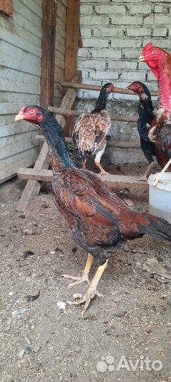 Бойцовая птица