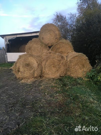 Солома в тюках пшеничная