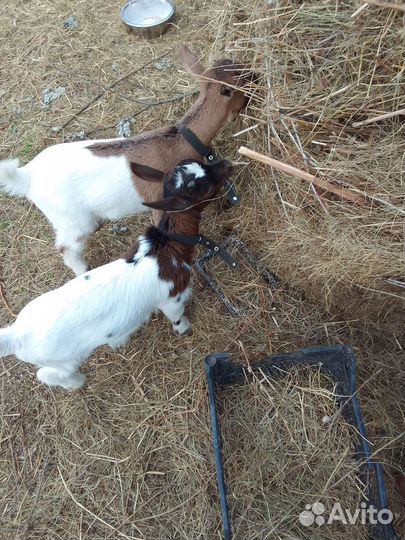 Продаются камерунские козочки