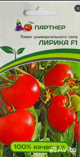 Рассада помидор