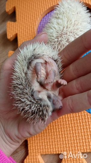 Африканские ёжики