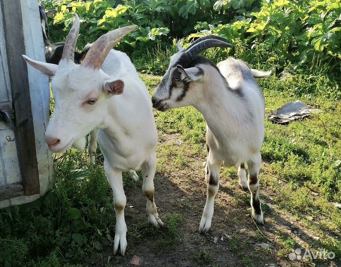 Козлята и козочки