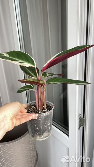 Строманта триколор