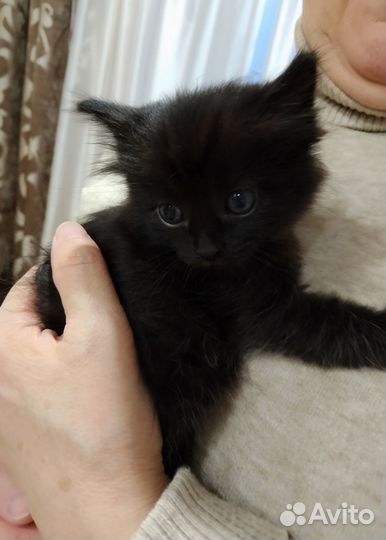 Котенок
