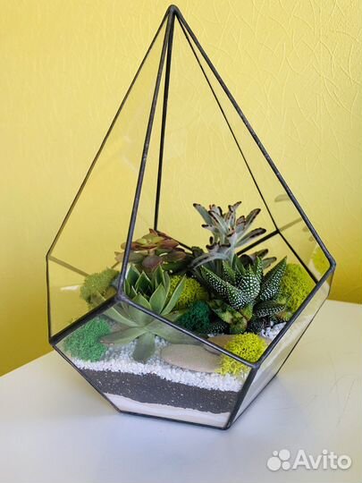 Флорариум Капля Суккуленты Подарок
