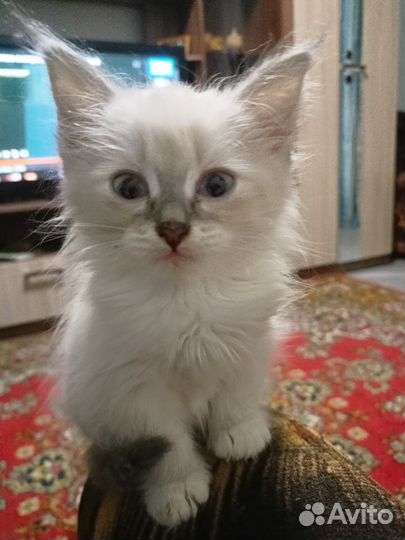 Котенок сиамский